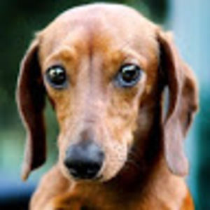 Meet your Posher, Dorene